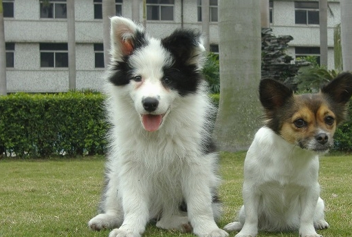 原创边牧如此聪明为何宠物题材电影中几乎没有它的身影