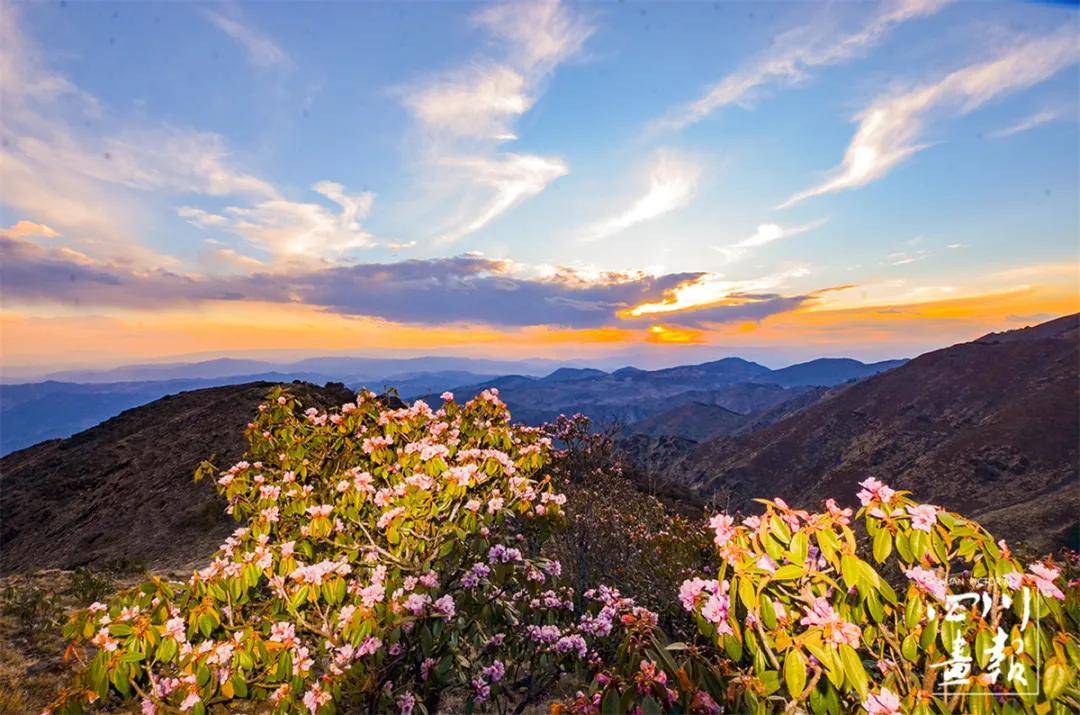 画卷天府·百花迎春|春到盐边 听见花开的声音_攀枝花市_杜鹃花
