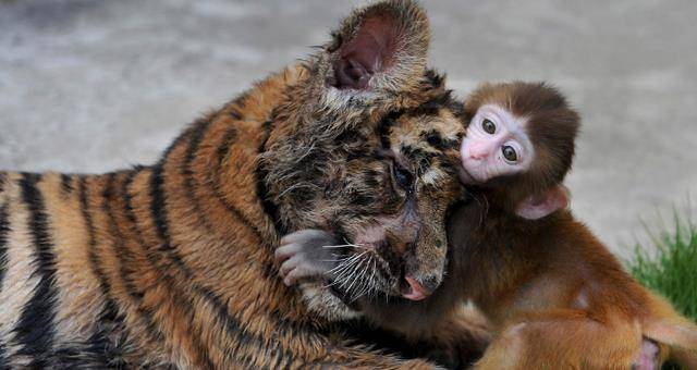 部落_图腾_观点