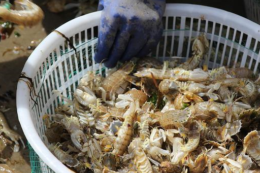 原创春暖花开海捕升温青岛渔港海鲜俏