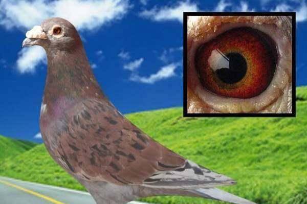 大红袍鸽子和西翁鸽是一个品种吗