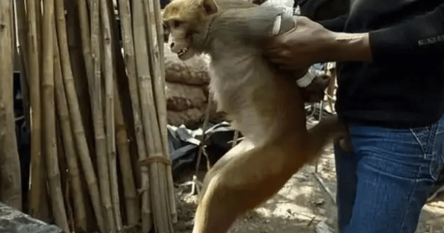 当地:致9人伤,包括6个小孩_人类_猴子_袭击