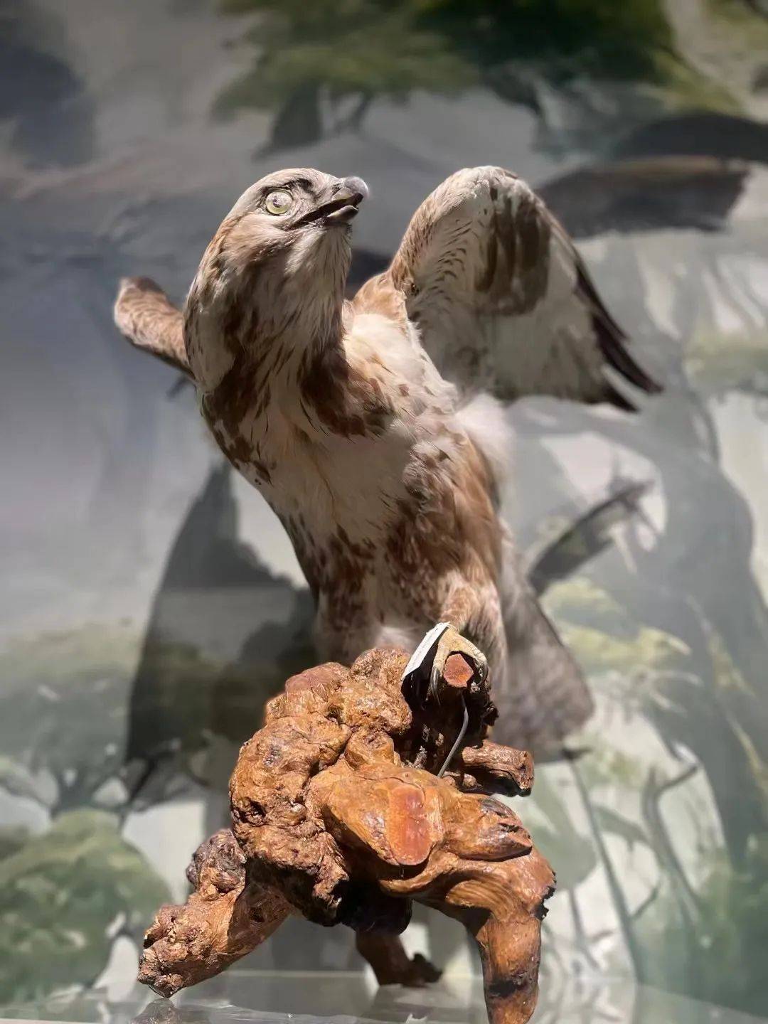 一大批珍贵野生动物居然在798摆pose其中不乏国家一二级保护动物