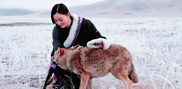 原创12年前把狼当儿子带回家的成都女孩10年后在草原与它再次相认