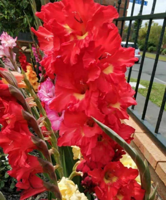 此花名叫"十三太保",是世界四大切花之一,养在家里很高级