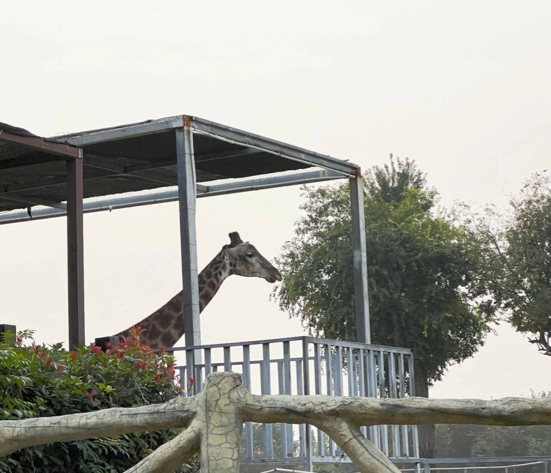 安徽唯一有大熊猫的动物园是3a景区不在合肥更不在芜湖