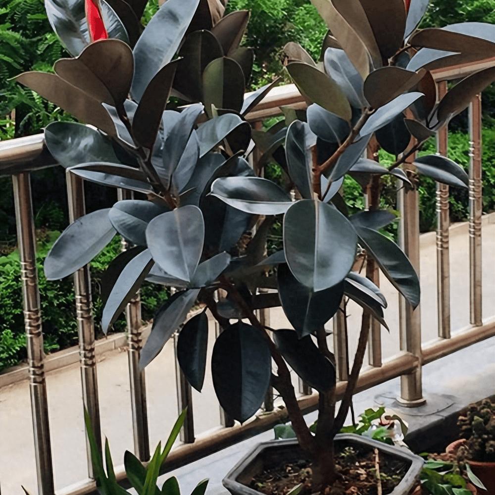 原创橡皮树全年无忧养护手册十招让绿植茁壮成长