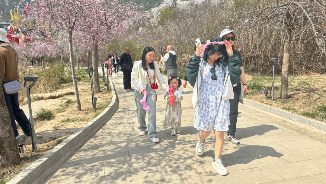 玉泉山5万株樱花盛放!锦绣太原赏花季启幕_公园_游客_牡丹