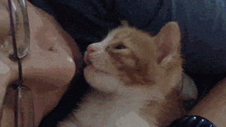 原创同样都是喵星人为什么有的猫乖巧软萌而有的猫皮的不行
