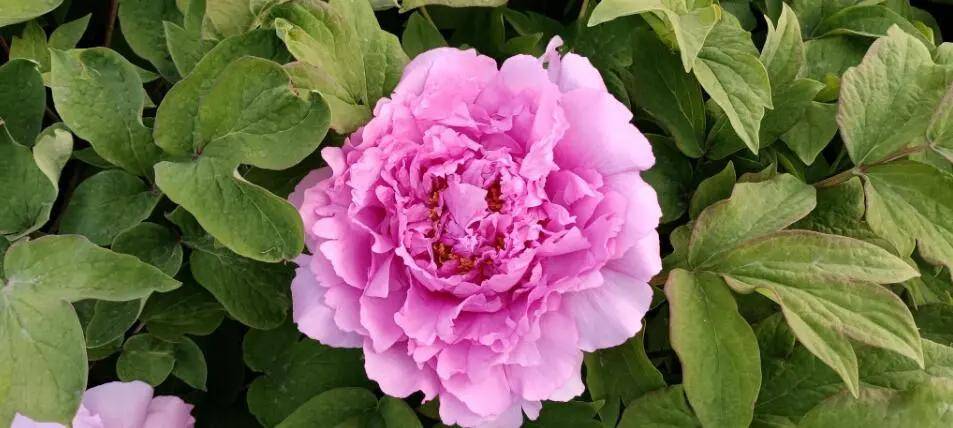 周口:牡丹花正开 游客闻香来_植物园_市民_种植