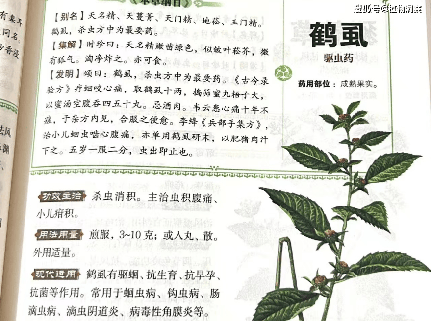 臭草的作用图片