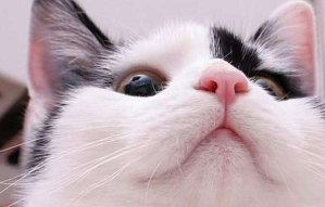 原创铲屎官脑洞大开给猫p上人的嘴巴后网友我喵不起来了