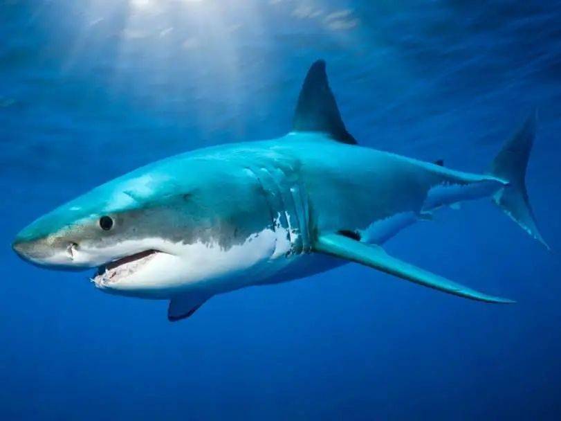海洋冷知识之鲨鱼