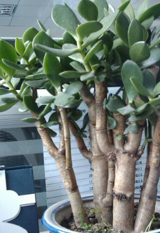 原创养玉树才一年全株木质化只因埋了这种免疫力肥