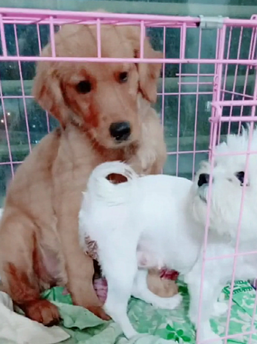 原创金毛和比熊打架主人火上浇油把门关上真是看热闹不嫌事儿大