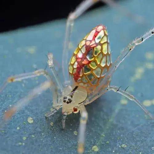 自然界里这36种奇怪又有趣的生物你都认识吗