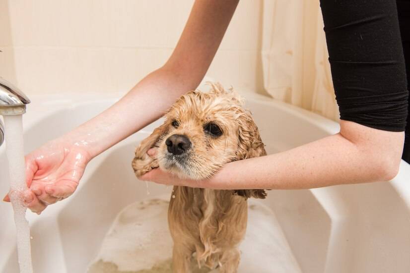 宠物洗澡用人的沐浴露可以吗