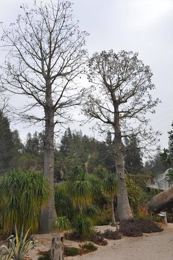 中国_树干_果实