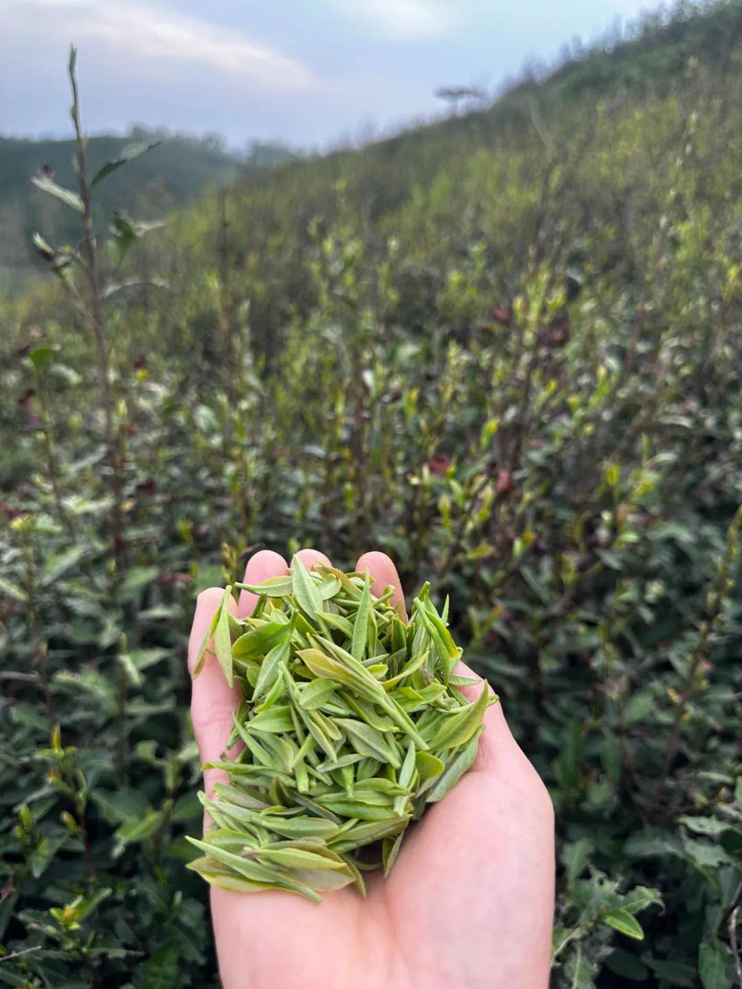 白茶"始祖 "浉河小白茶|带你感受高山荒野信阳白茶的"野"_茶树_香气_