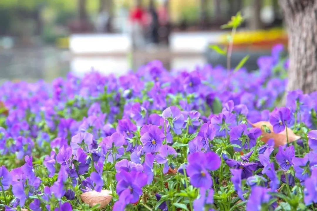 了许多春季草花,有飞燕草,松红梅,鲁冰花,半边莲,狐尾天门冬,凤尾兰