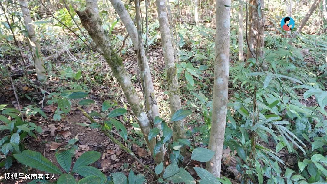 原创目前性价比最高的国有林高杆竟然是它