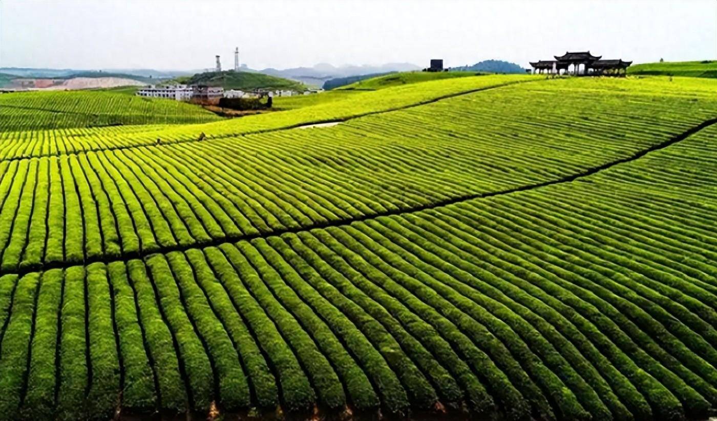 宁夏生态农业:利用互联网,开启新模式_发展_生产的_进行了