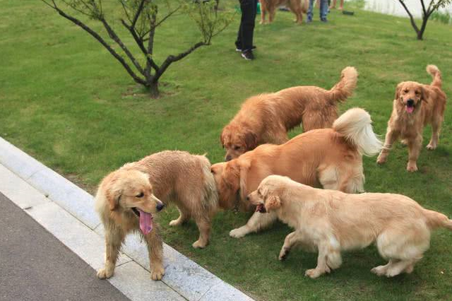 原创网友想买一只金毛拖朋友联系卖主最终买回一只黑金毛