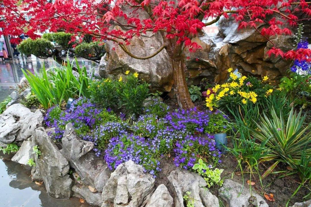 了许多春季草花,有飞燕草,松红梅,鲁冰花,半边莲,狐尾天门冬,凤尾兰