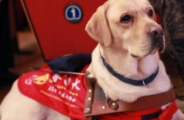 导盲犬是盲人的眼睛,路上碰见了导盲犬该如何做_工作_食物_办法