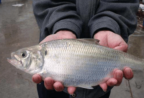 但近些年由于由于环境的破坏和过度捕捞,野生长江鲥鱼已经绝迹三十多