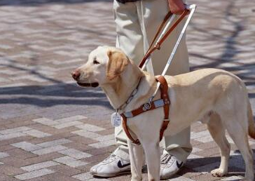 导盲犬是盲人的眼睛,路上碰见了导盲犬该如何做_工作_食物_办法