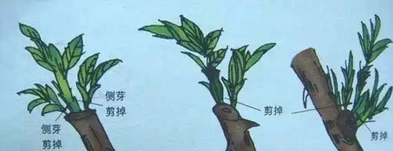 原创冬季修剪正当时剪出树木好精神