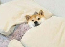 冬天来了,看到朋友家狗狗的睡姿,让我颠覆了人生三观!_被窝_主人_办法