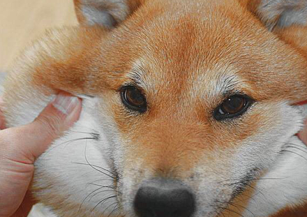 柴犬_表情_主人