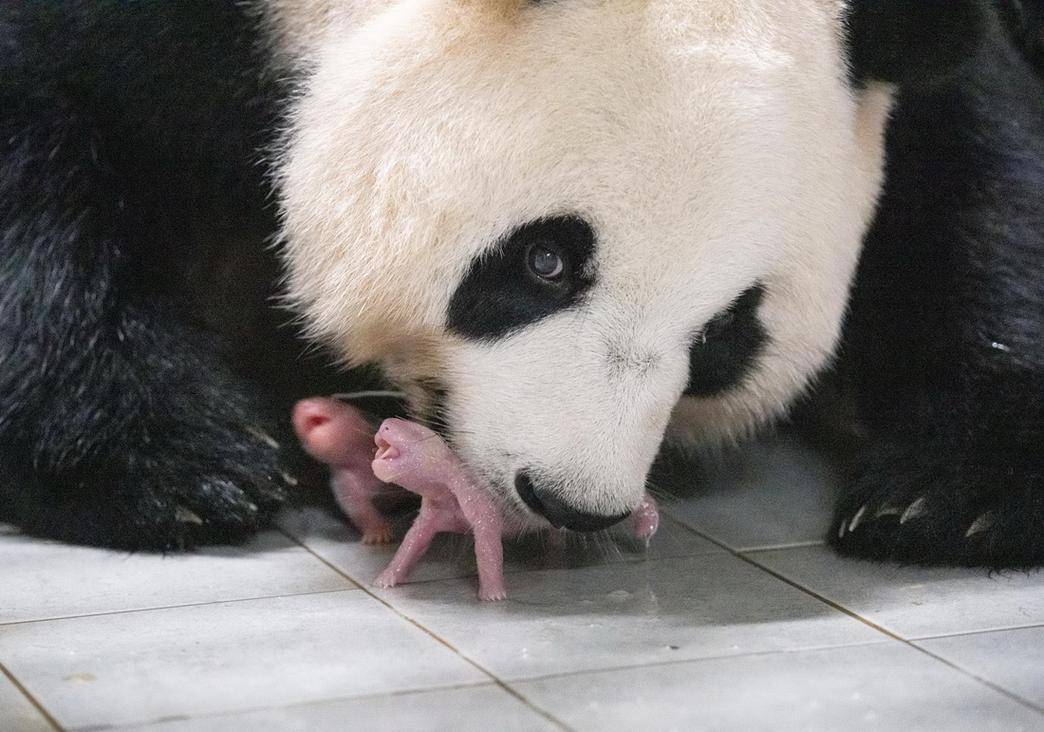 大熊猫为什么是国宝图片