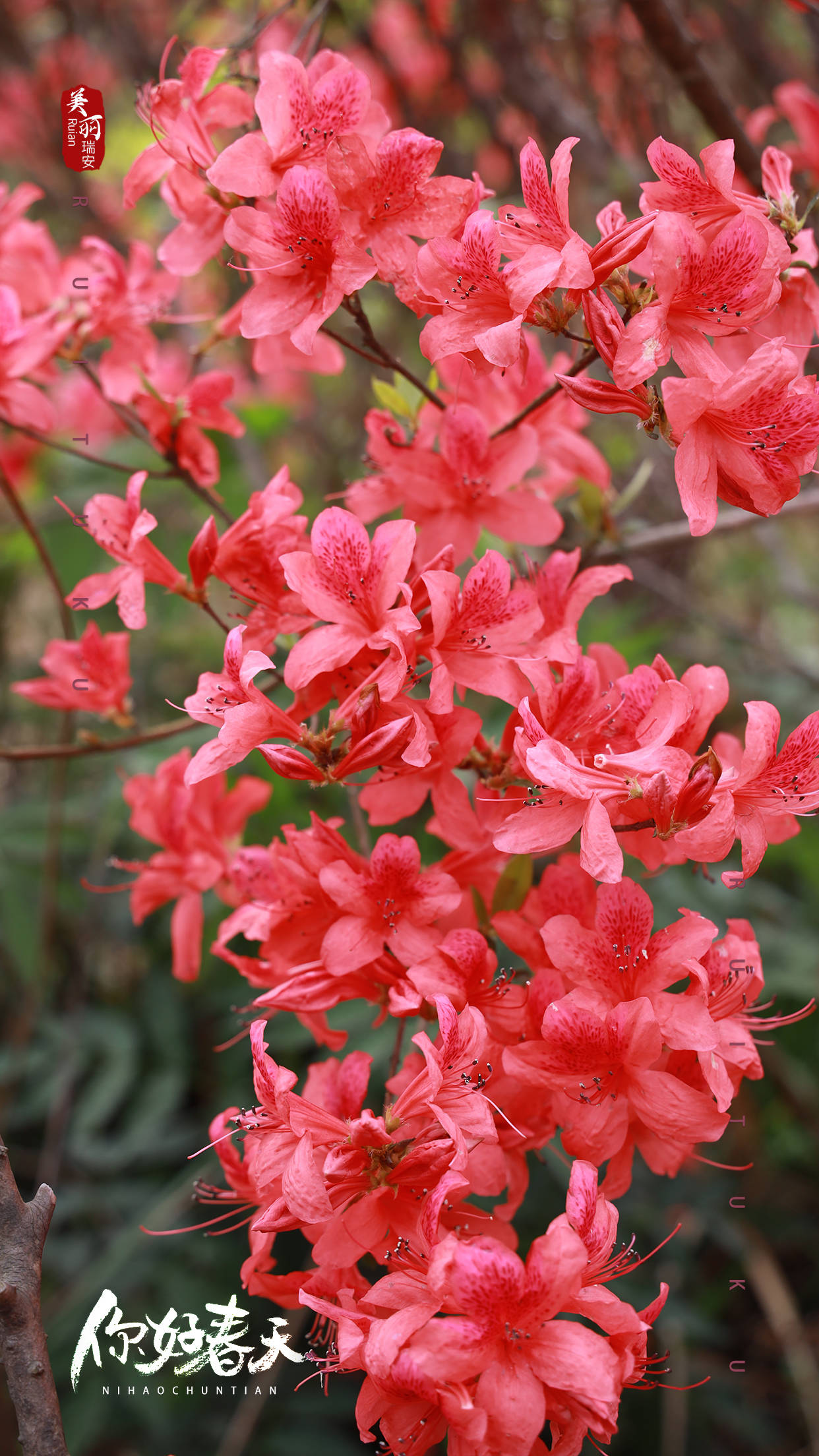 蒙山杜鹃花图片