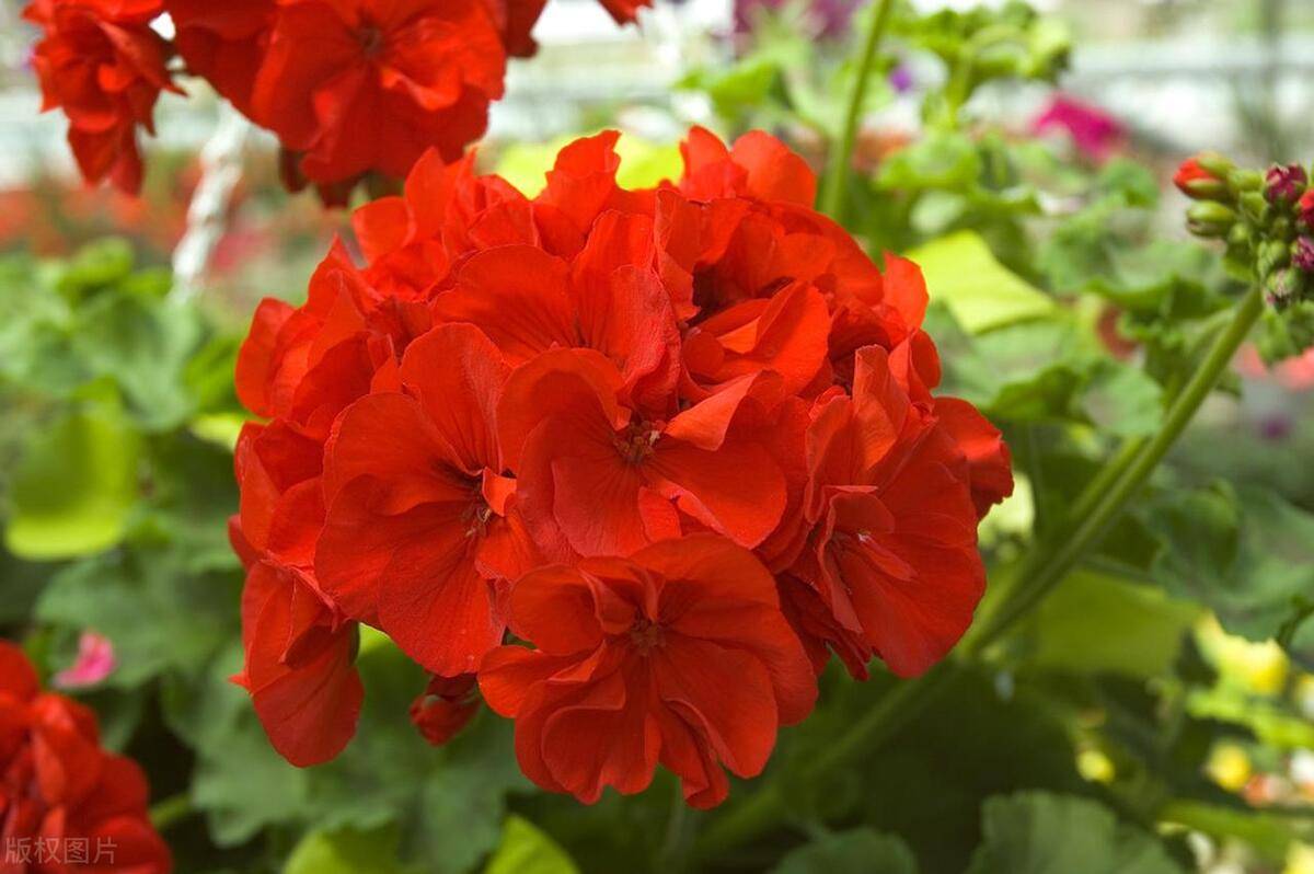 原创天竺葵一份全方位的栽培指南