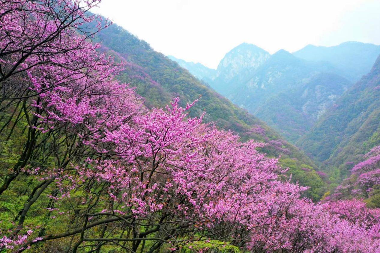 西安太平峪紫荆花图片