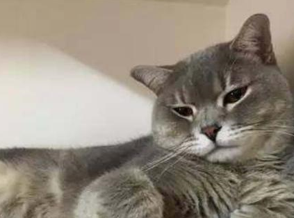 这不这位网友刚准备好了烤鸡要吃,小猫咪就迫不及待想要偷吃了.