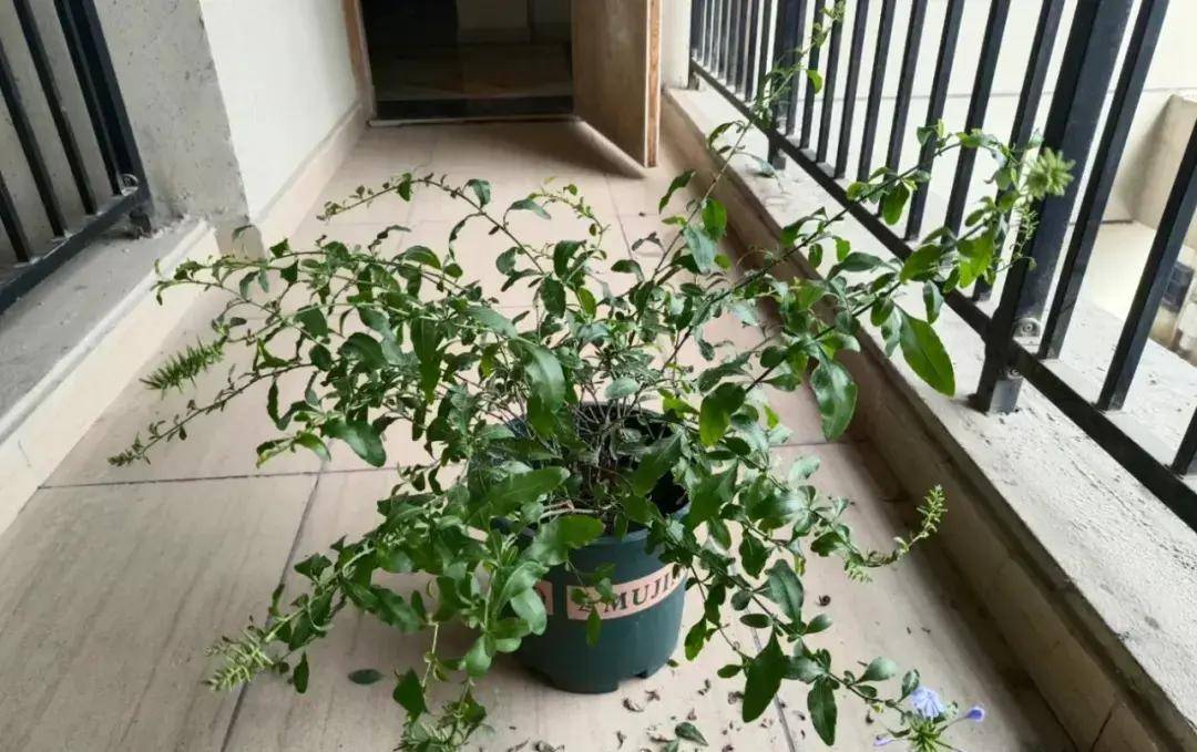 蓝雪花的新枝大都比较纤弱,而且生长很随性,除了定期修剪外,还要做好