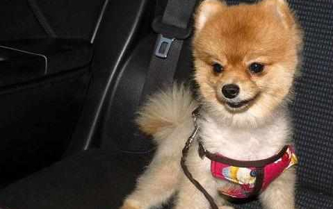 如果没有耐心就不要养博美犬因为很多人都会后悔