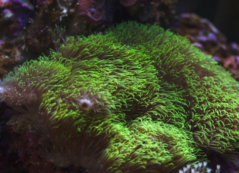 如何为我们的鱼养殖和保护珊瑚礁