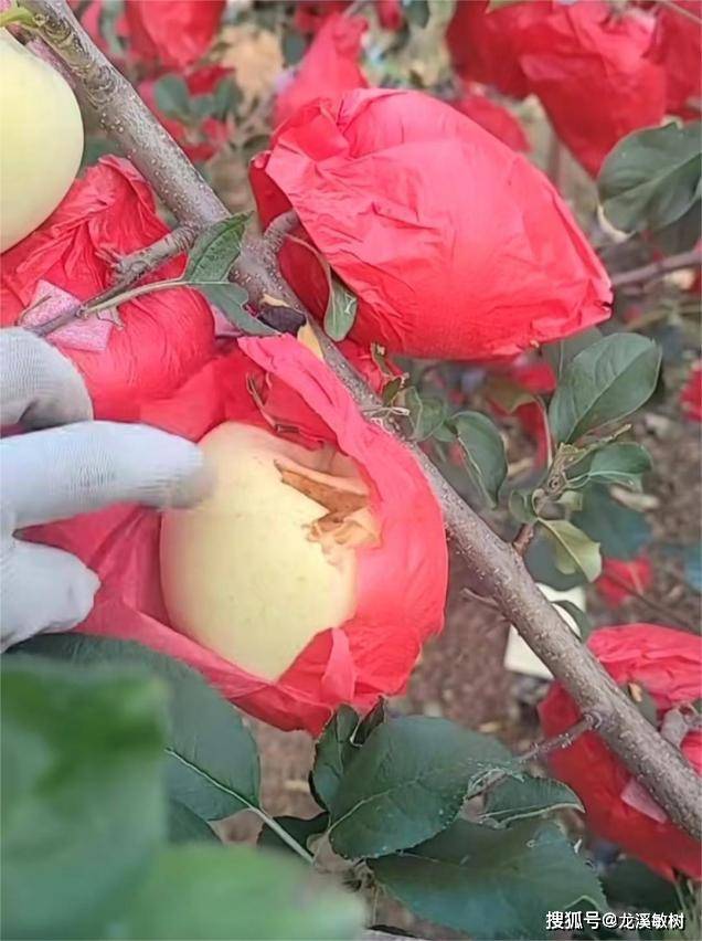 烟台苹果的现状以及苹果产业发展过程中的种种奇特现象