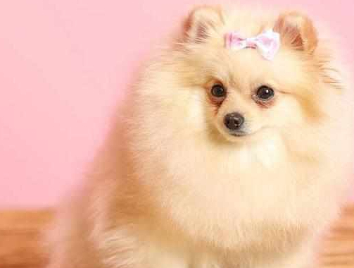 如果没有耐心就不要养博美犬因为很多人都会后悔