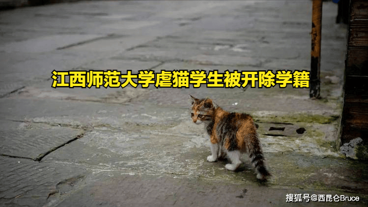 处罚过重？江西师范大学虐猫学生被开除学籍，还查出其他违法行为
