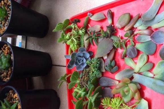 创作者
            多肉真菌，怎么做就可以1变100呢？这种做，1颗变为田立！(图3)