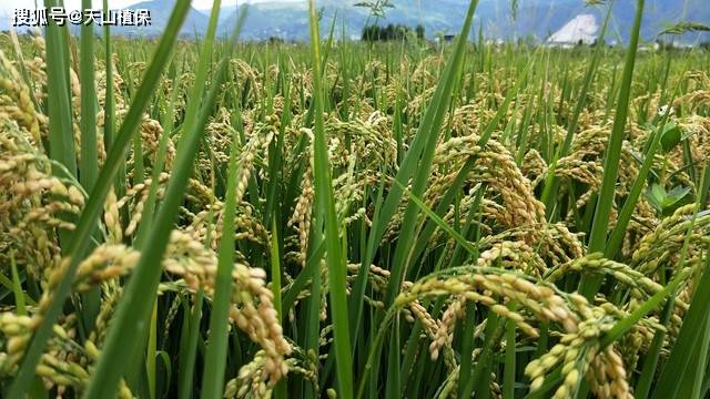 原创水稻种子什么品种好