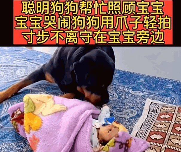 又一起！湖南恶犬疯狂撕咬小女孩致重伤，狗主人慌忙跪地道歉！