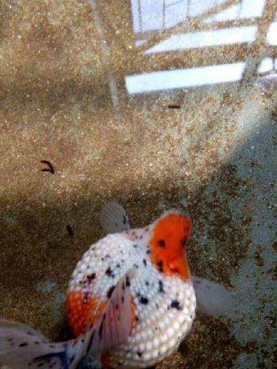 珍珠鳞金鱼的源流:红珍珠,五花珍珠,皮球珍珠,皇冠珍珠