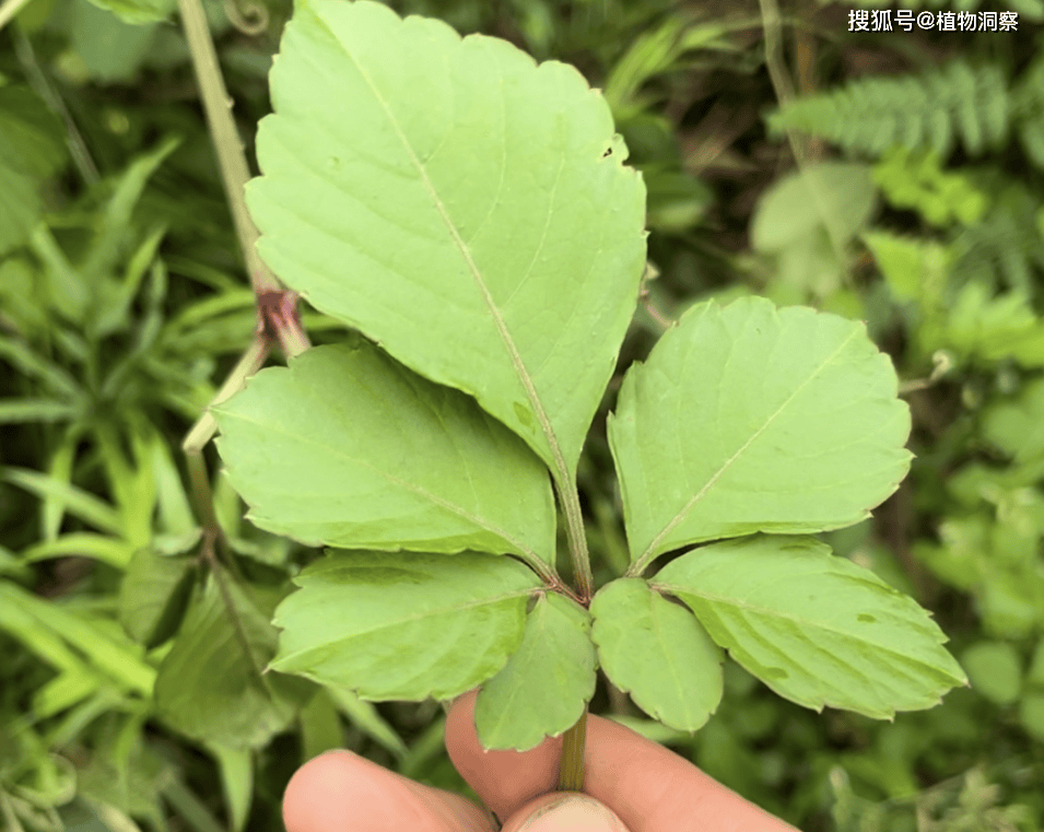 原创乌蔹莓又称母猪藤五爪龙有3大作用价值极高农民朋友要了解
